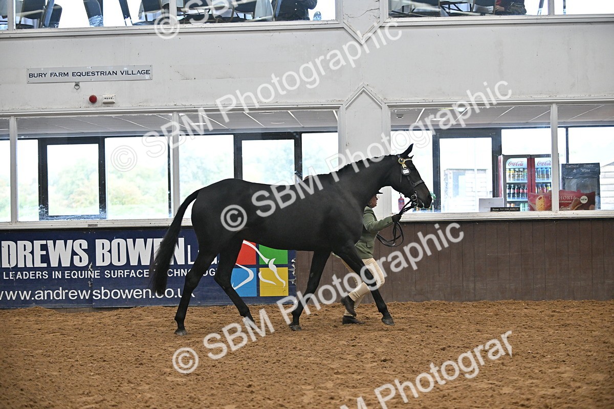 SBM_000120 - Class 6 - BSHA In Hand Racehorse to Show Horse