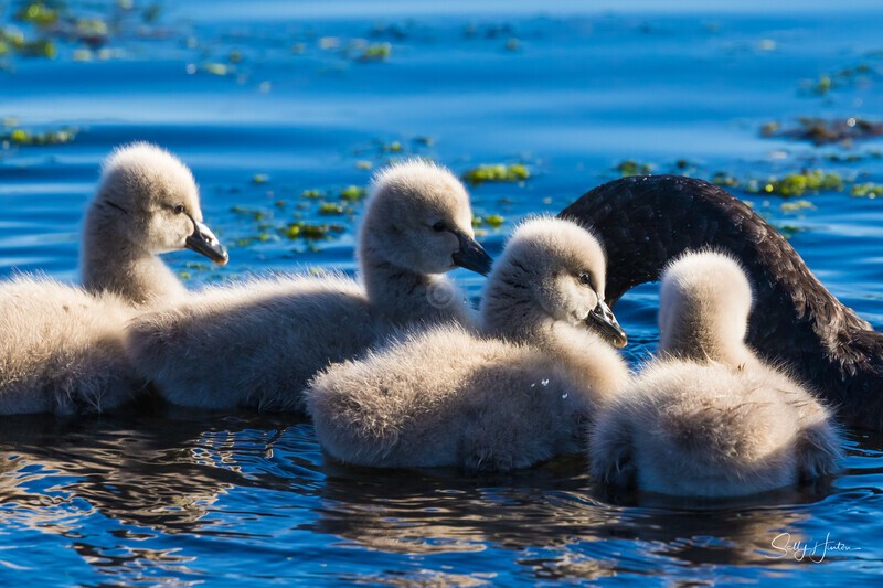 8 Dads hunting 0A3A6865 - Black Swans and cygnets