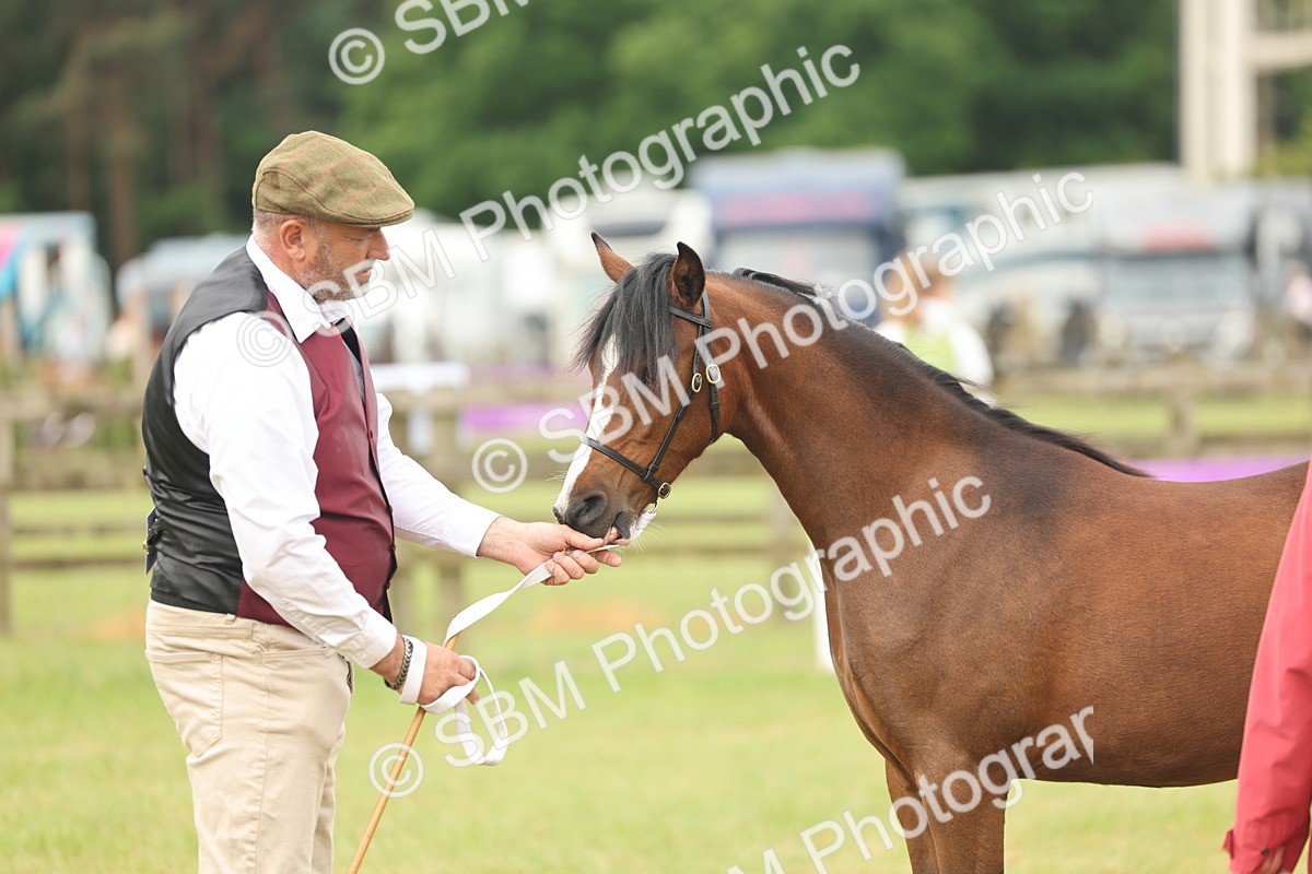 SBM_02169 - Class 50-57 - M&M Welsh Pony In Hand
