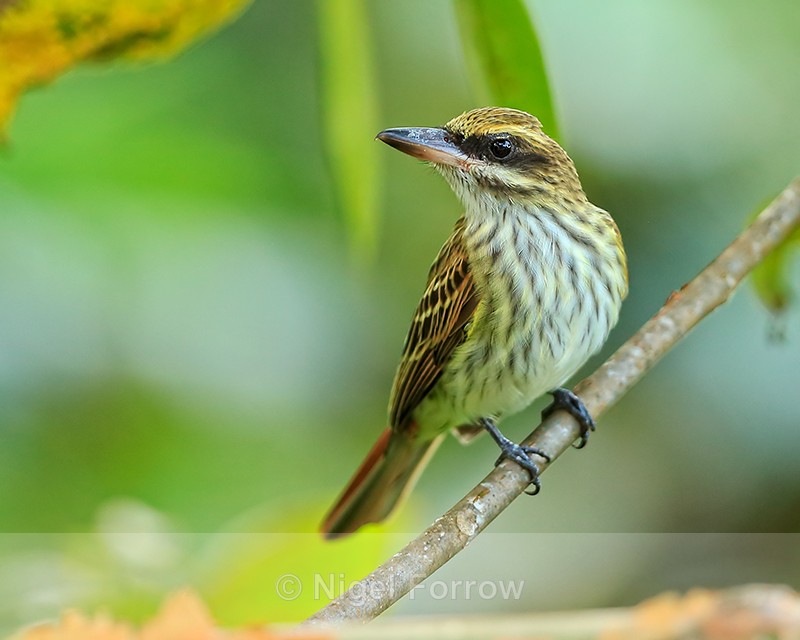 Streaked Flycatcher perched, Costa Rica - Streaked Flycatcher