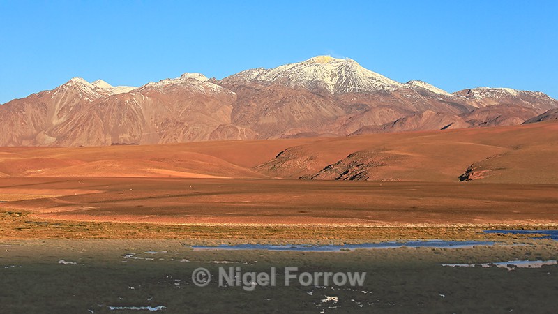 Putana & Vega de Putana wetland, Chile - Chile
