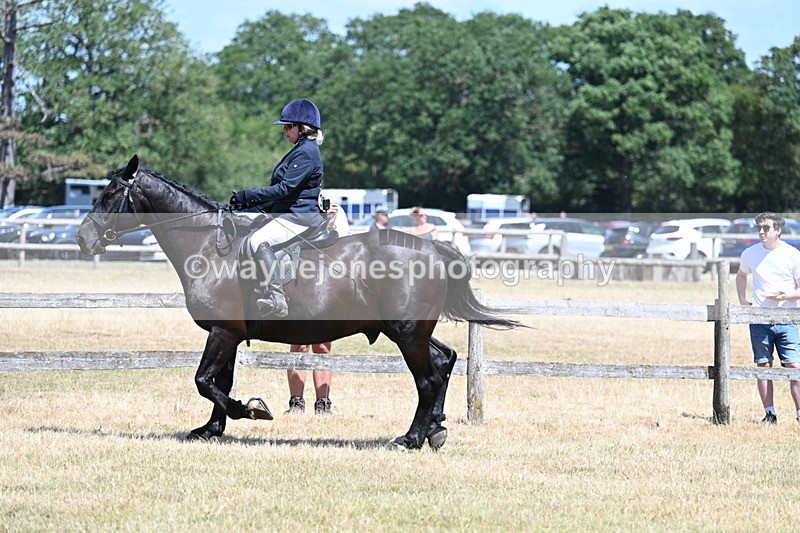 WJ7_2794 - Class 7 Riding Club Show Horse
