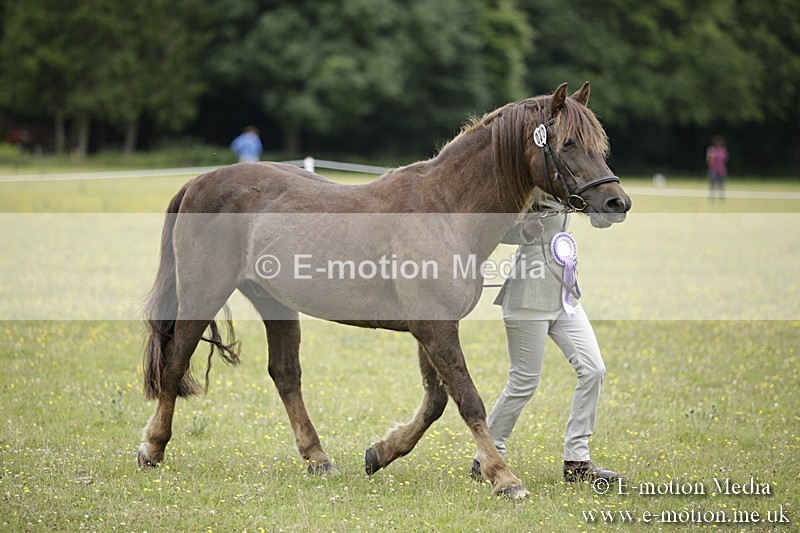 BVR160717-1111 - In Hand Championship 16/07/17