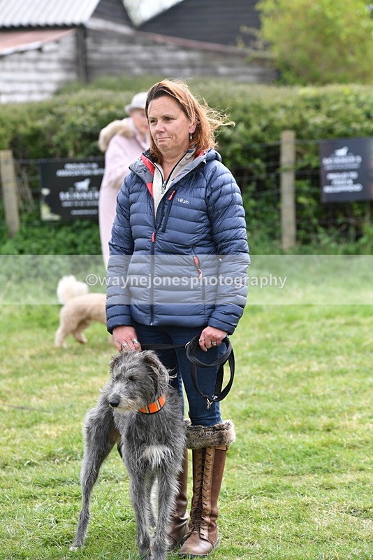 WJ5_9339 - Class 1 Best Cross Breed / Heniz 57