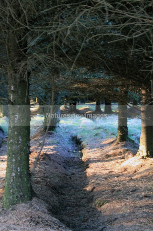 Forest Light - Landscape