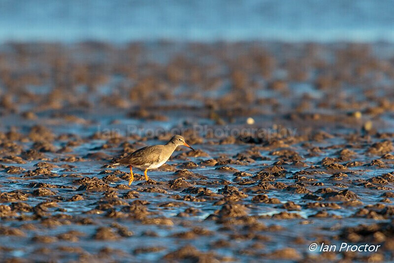 Redshank (Tringa totanus) on mudflats - Strangford Lough - 2 of - Nature