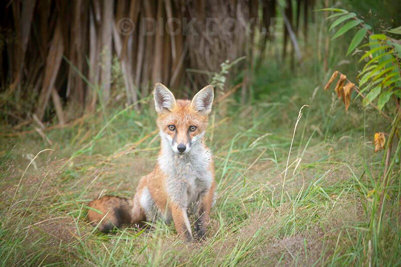 Fox cub on sentry duty - 2020 VISION