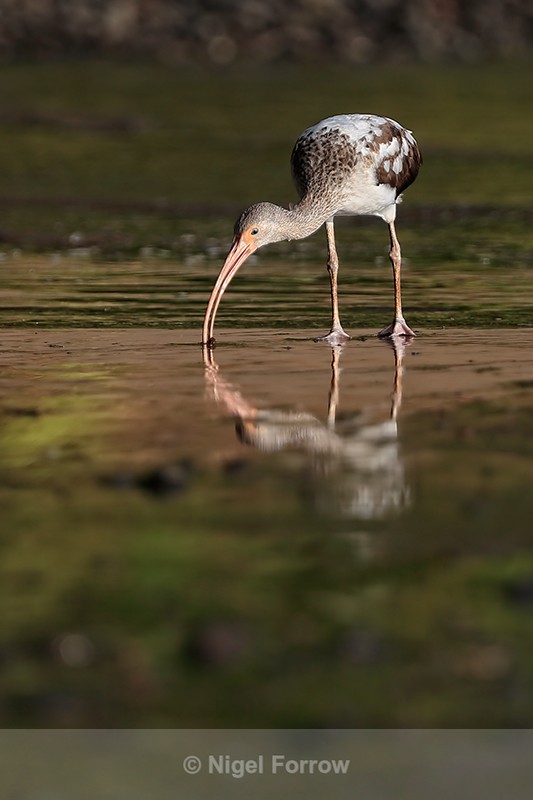 White Ibis feeding at low tide, Playa Cativo Lodge, Costa Rica - White Ibis