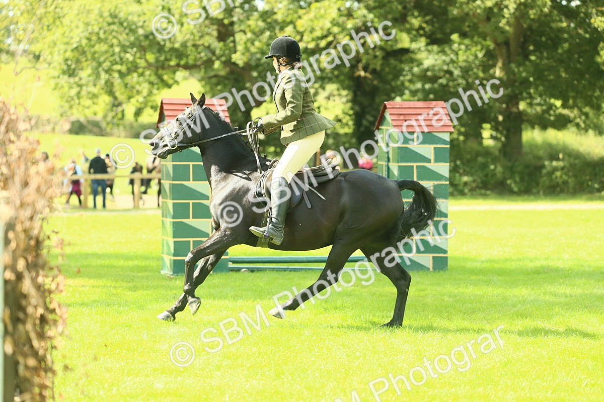 SBM_42076 - S29 - Novice & Newcomers Working Hunter Pony