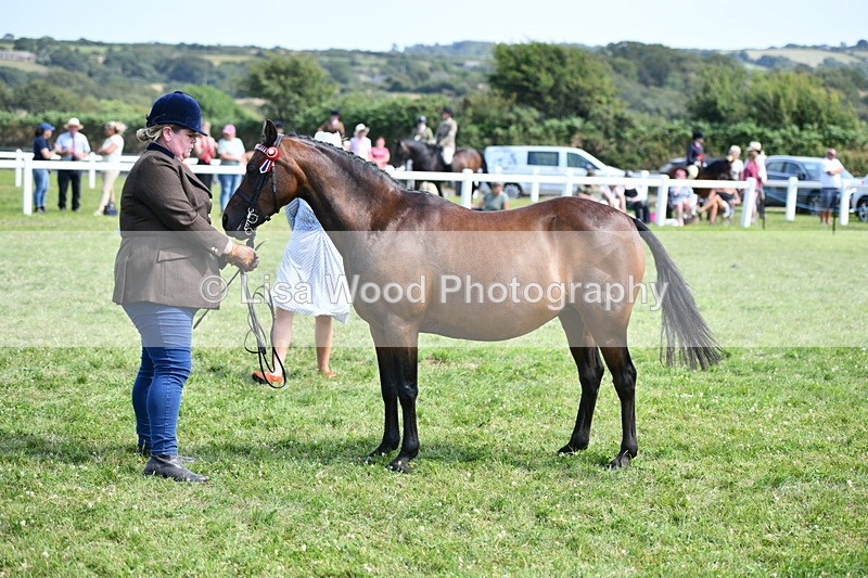 DSC_8356 - Class 68: Part Bred In Hand M & M
