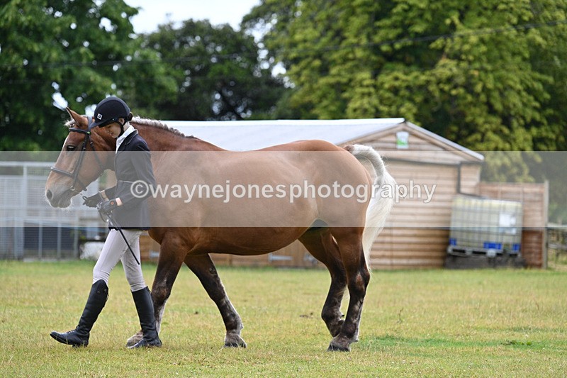 WJ7_6447 - Class 4a Prettiest Mare over 14hh