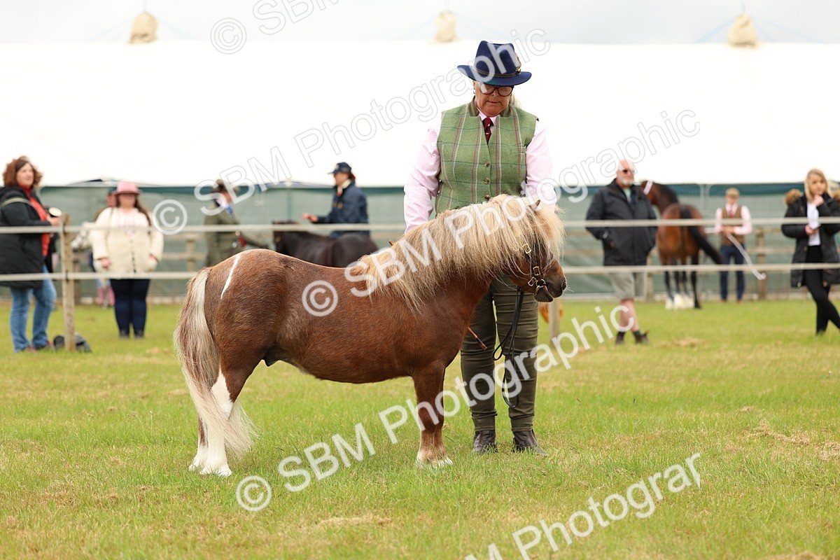 SBM_04473 - Class 64-67 - Shetland Pony In Hand