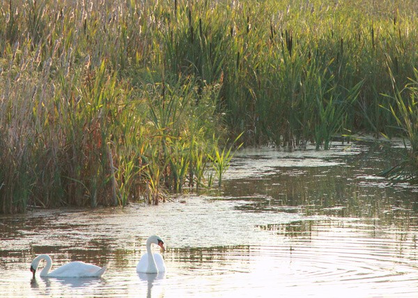 - Birds, swans and gulls