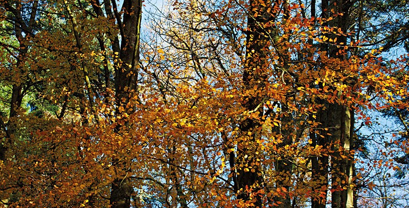 Earth Autumn_6551 - Earth Element