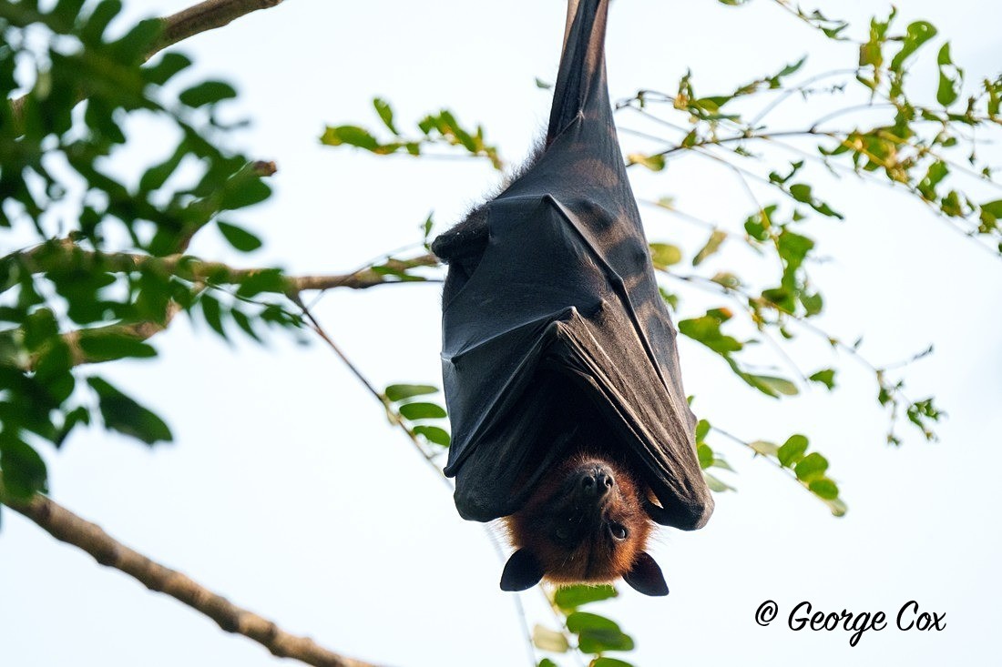 Fruit Bat - India