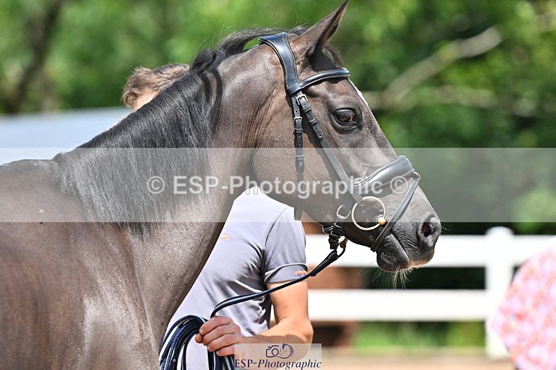 240718A-105313-01713 - Trot Up 1pm to 2pm