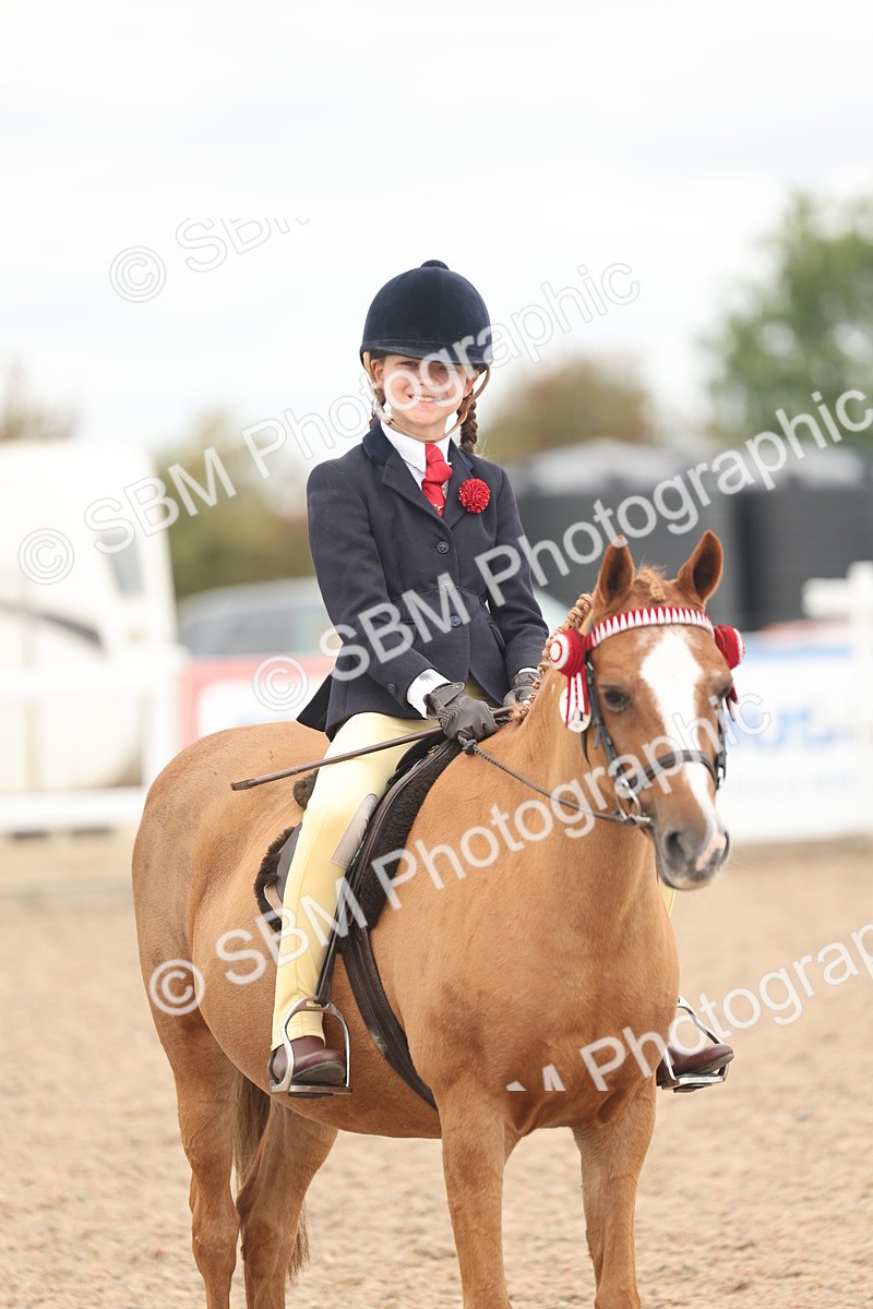 SBM_16051 - Class 311 - Ridden Show pony-Show hunter Pony