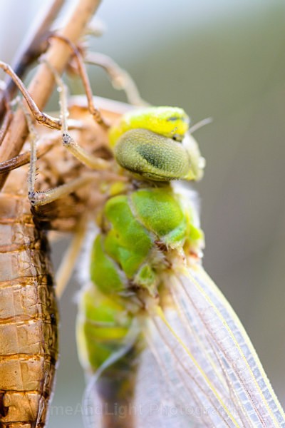 Newly emerged Emperor dragonfly - Dragonflies & Damselflies