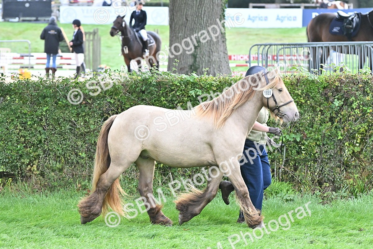SBM_56877 - S45 - Coloured Pony In Hand