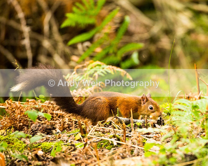 20131001-3K8A6421 - Red Squirrel