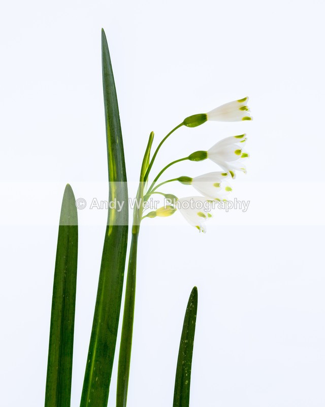 20160418-3K8A3332 - Plants & Flowers