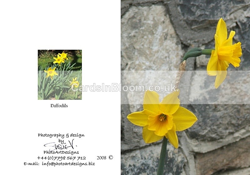 Spring 3.  Daffodil - Spring