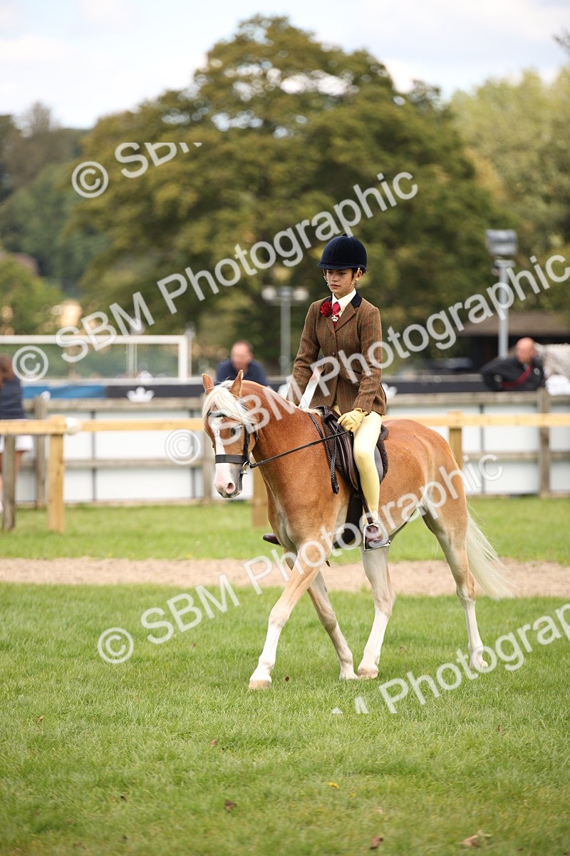 SBM_42347 - S13 - Pony Club Pony