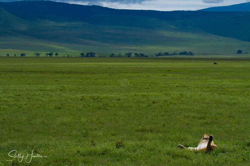 Lioness Relaxed 1