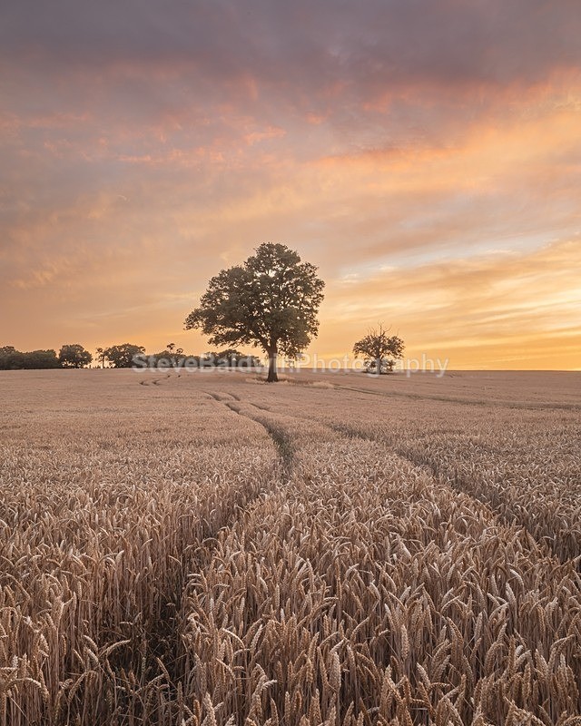 Harvestime Sunset: 268E - Waterford Flower Festival 2025