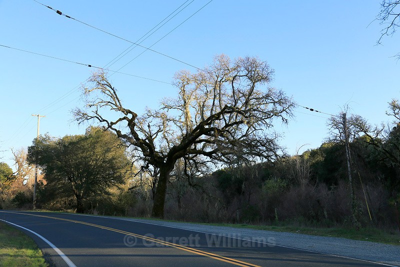 Highway 175, Hopland, California - Roadside