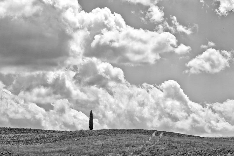 Lone Tree - Slovenia and Tuscany