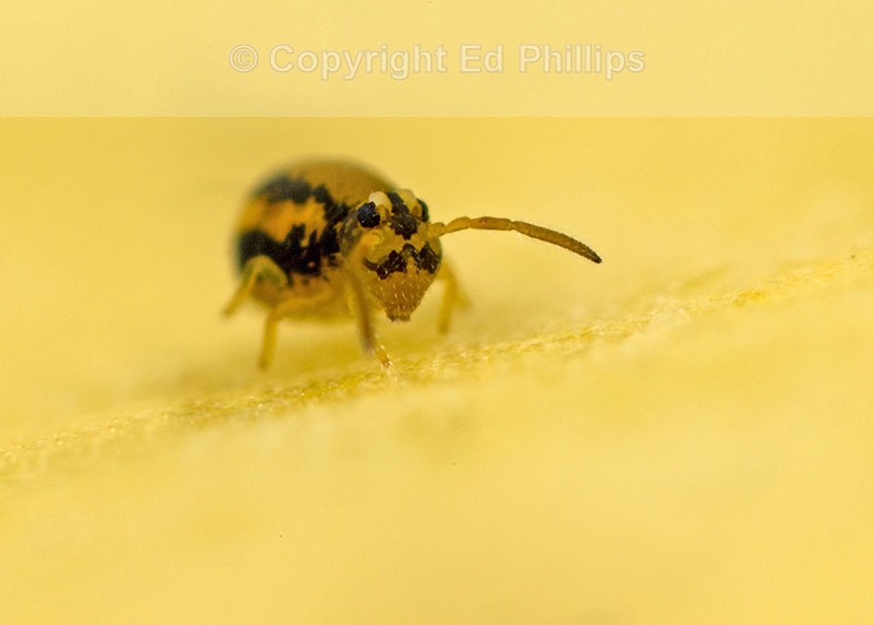 Sminthurinus elegans