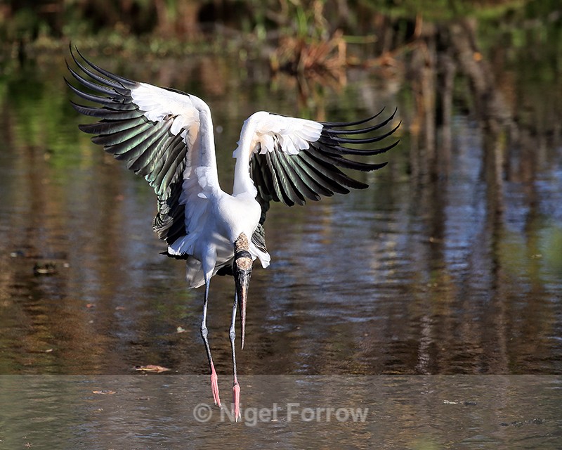 Wood Stork looking to land on water, Wakodahatchee Wetlands, Florida - Wood Stork