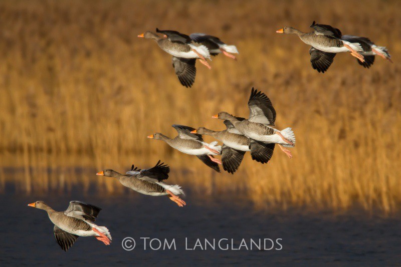 Greylag Geese - Swans and Geese