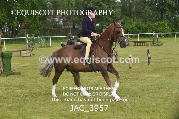 JAC_3957 - 55cm WORKING HUNTER