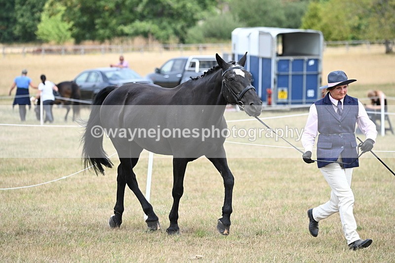 WJ6_5969 - Class 19 In-hand Veterans (Uploaded correct folder)