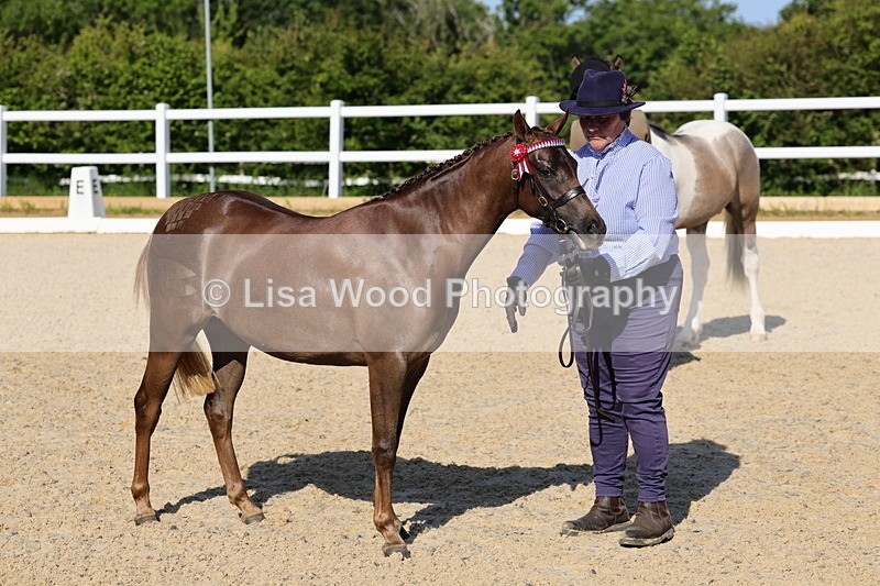 1X9A0662 - Class 3: Youngstock 1, 2, 3 year old not to exceed 153cm