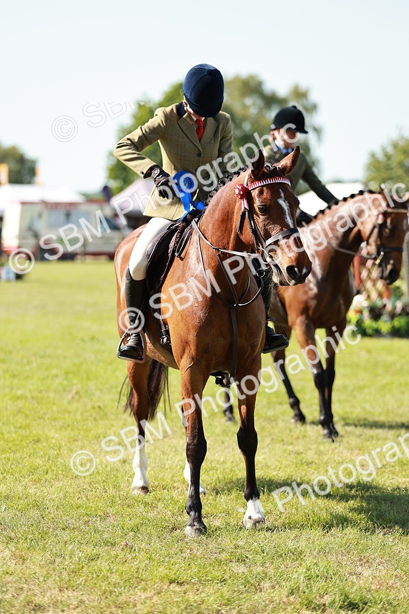 SBM_18943 - Class 114 - RIHS & SEIB Open Working Show Horse
