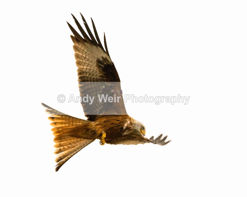20170312-Red Kite - Red Kite