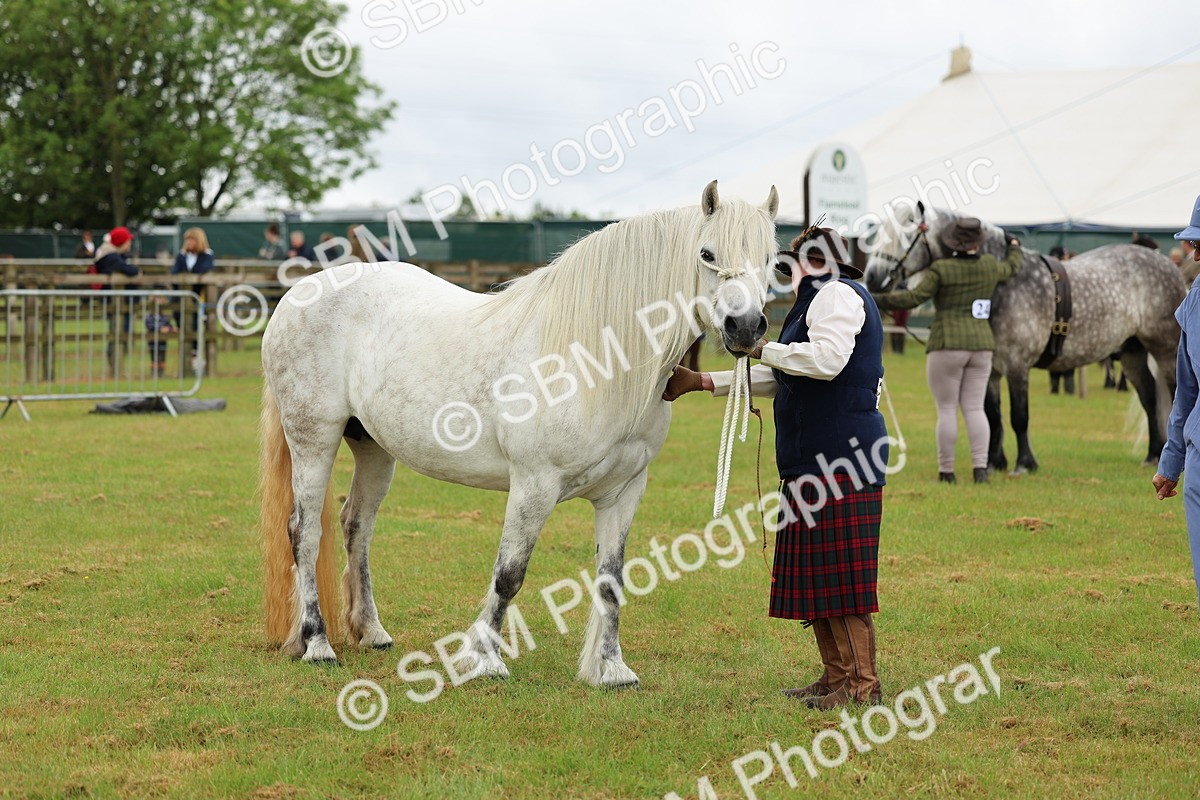 SBM_00527 - Class 58-67 - M&M Non Welsh Pony In hand