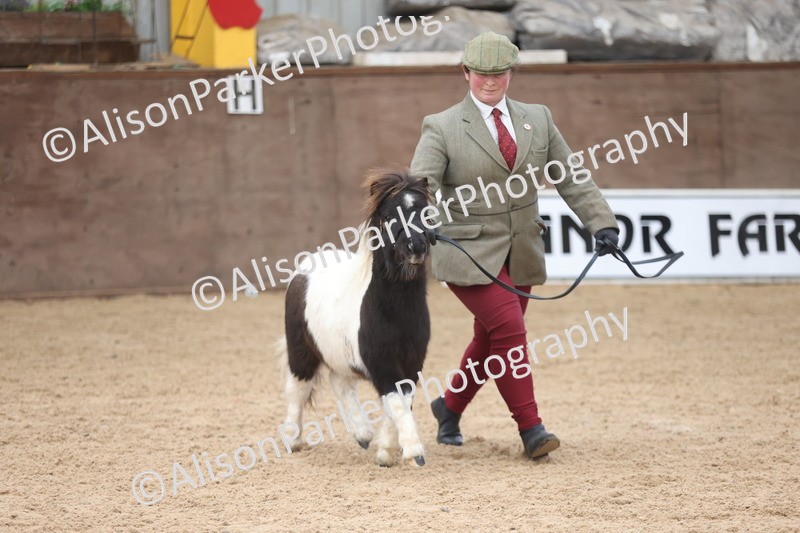 20251109-0169 - Class 9 - Foals