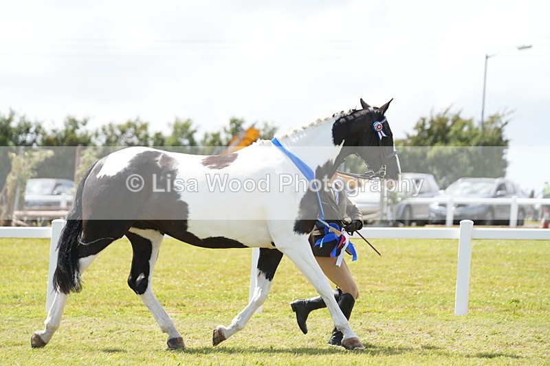 DSC07245 - Coloured Horse In Hand Championship