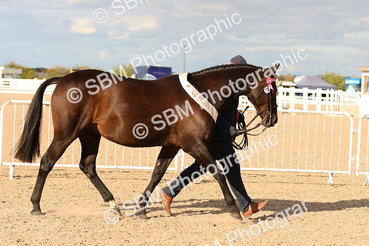 SBM_18440 - Class 318 - IH Part Bred Horse Pony