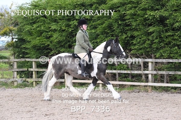 BPP_7336 - RING 1  (RIDDEN HORSES / IN HAND / VETERAN ETC)