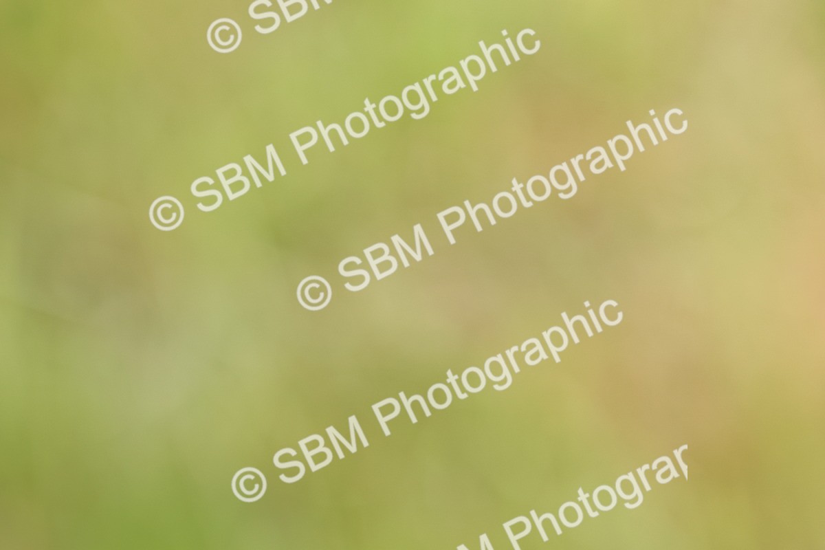 SBM_09703 - Class 44-45 - LIHS BSPS Open Nursery and Cradle Stakes