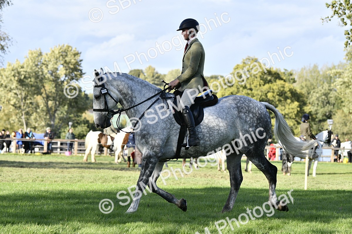 SBM_52225 - S35 - Working Hunter & Working Show Horse