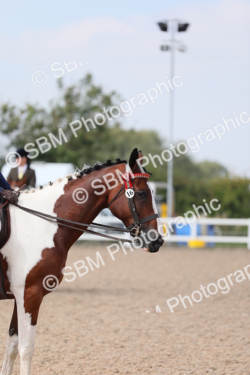 SBM_13442 - Class 308 Ridden Coloured Horse