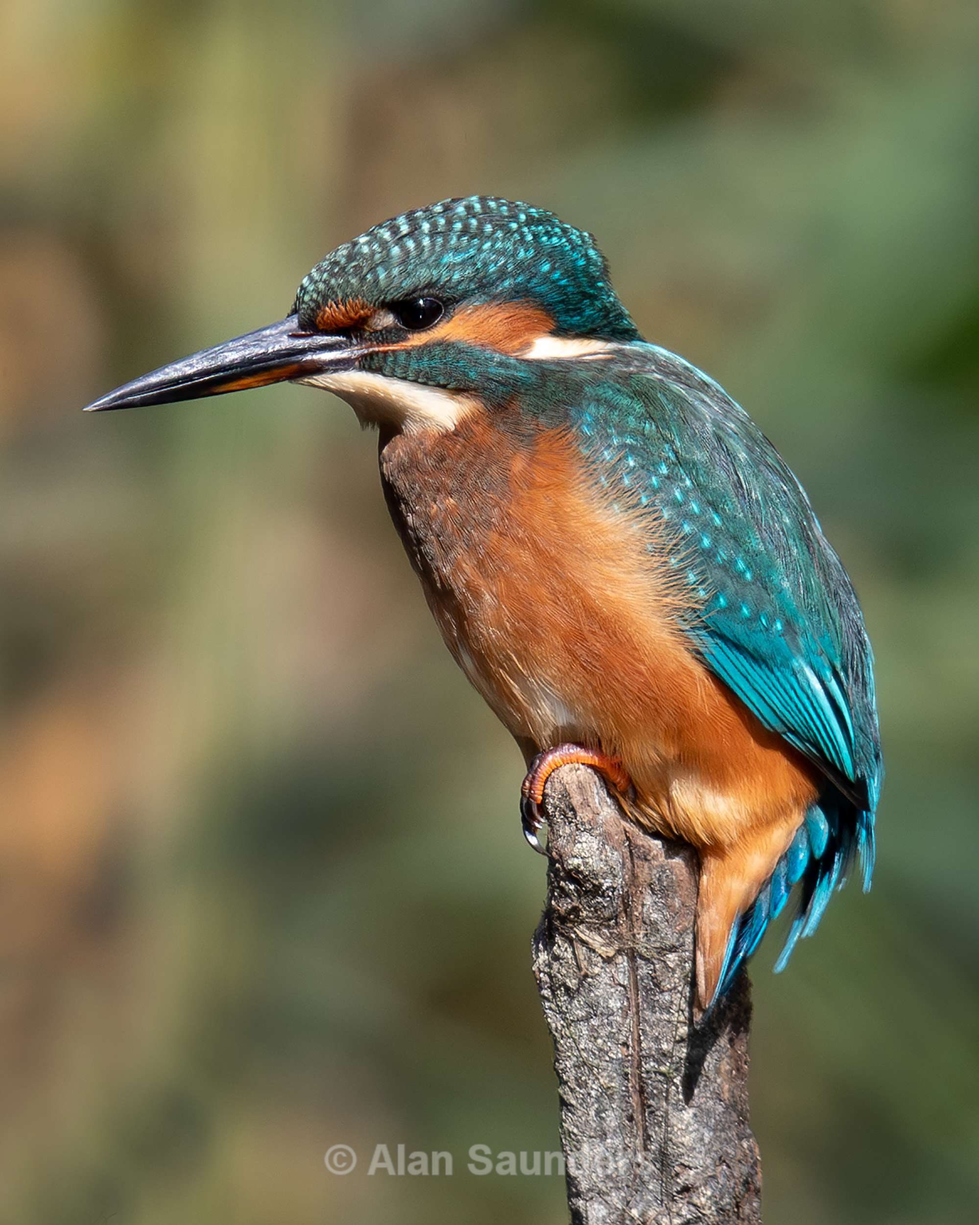 Common Kingfisher 2