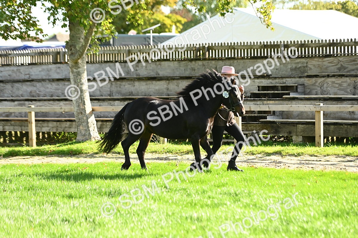 SBM_15867 - S1 - TSR in Hand Horse & Pony Showing
