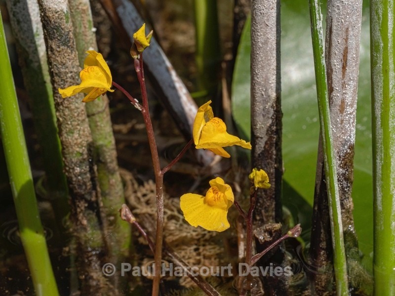 Southern bladderwort (Utricularia australis) - Wild Flowers 2020